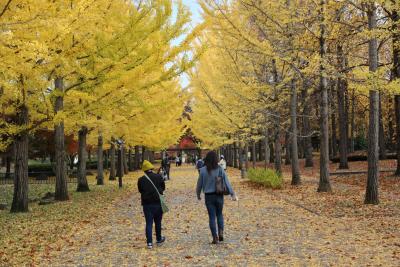 山形県総合運動公園のイチョウ並木