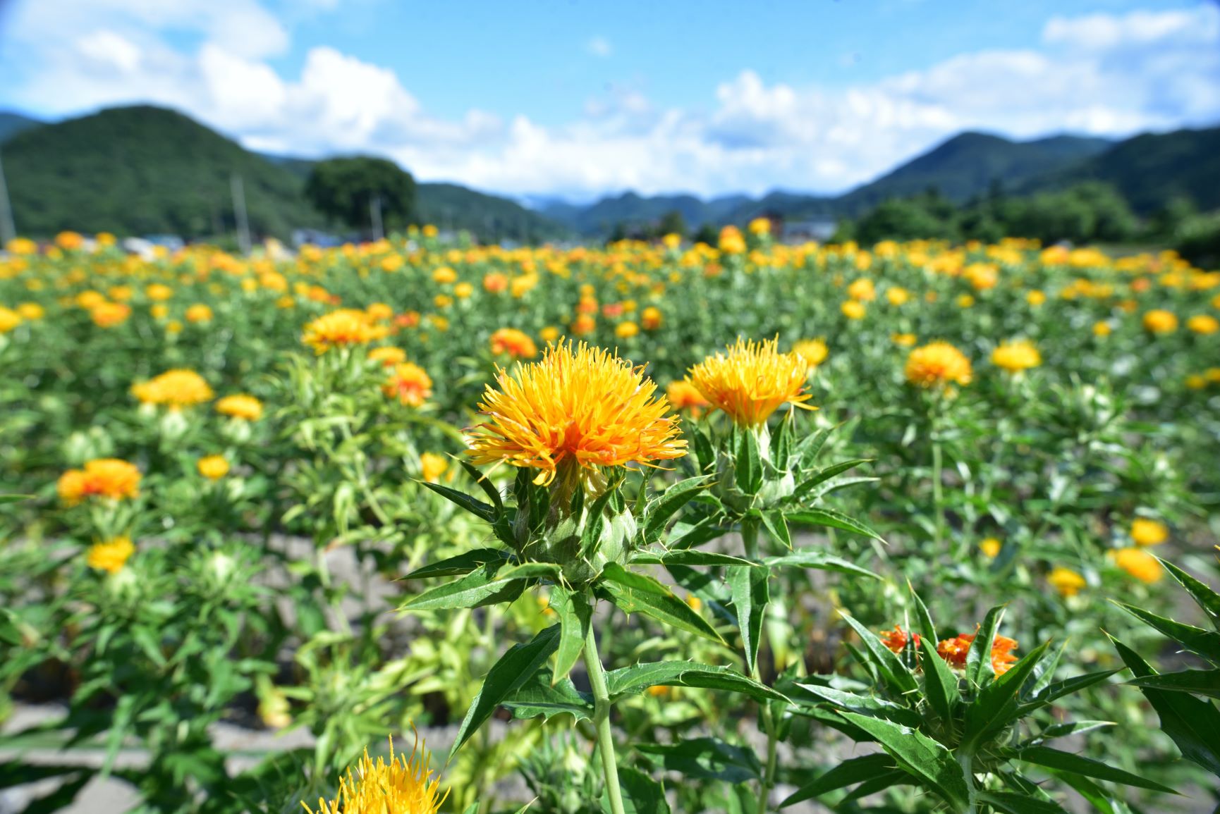 高瀬地区の紅花