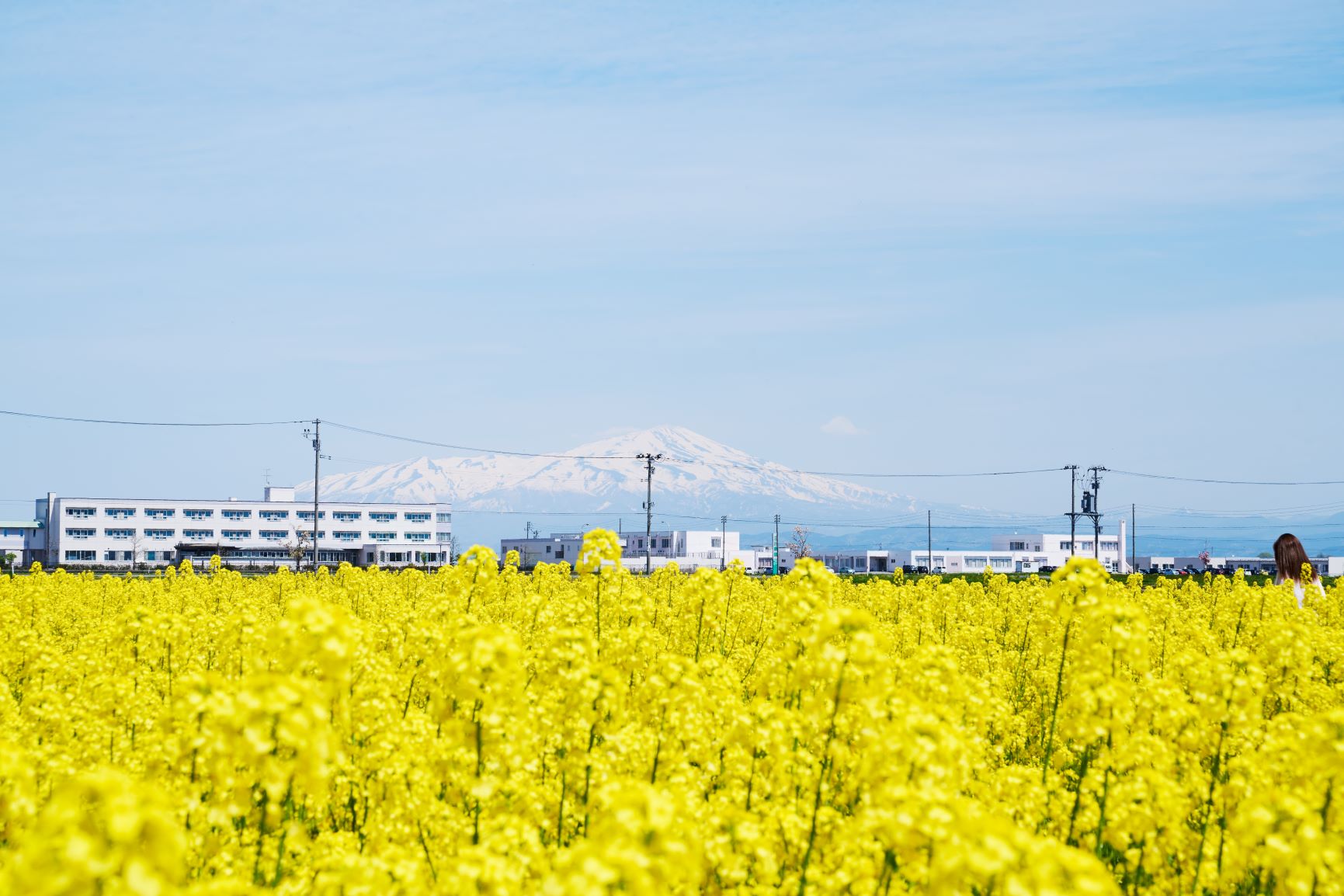 菜の花まつり(鳥海山遠景)