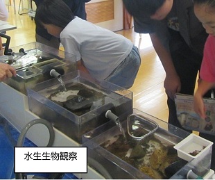 R8水生生物