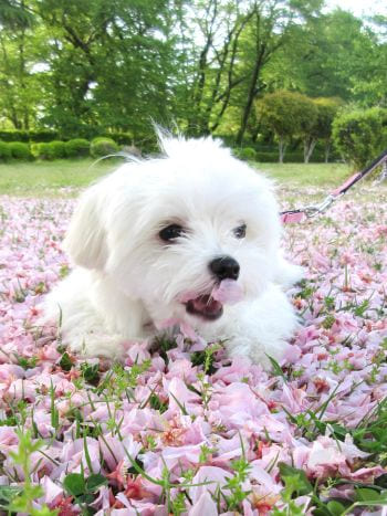 R8山形県獣医師会特別賞