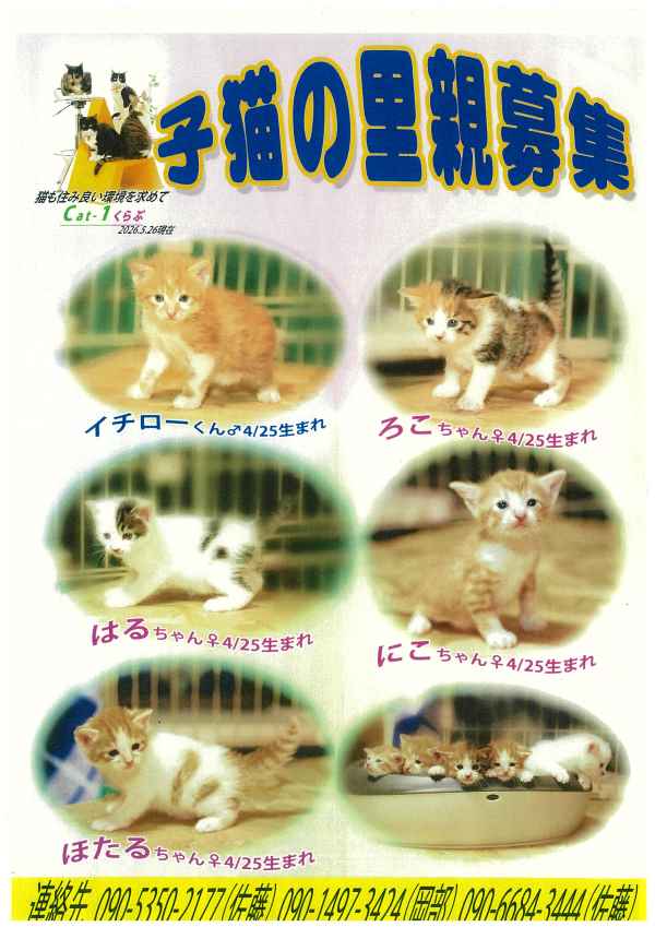 cat1-3