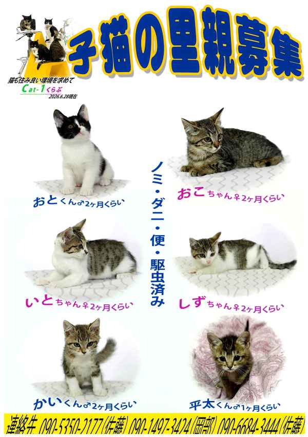 cat1b