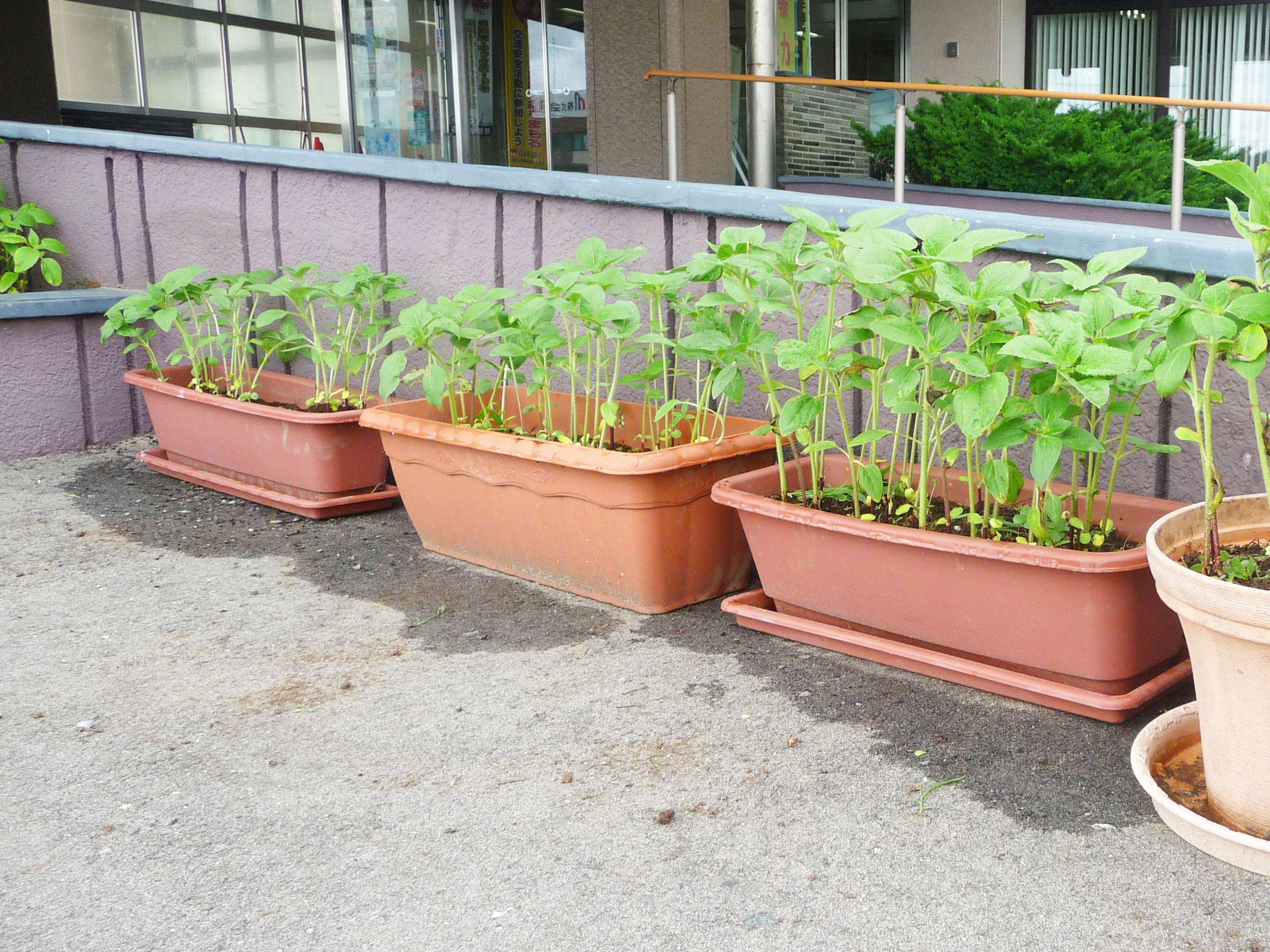 ひまわり2-2